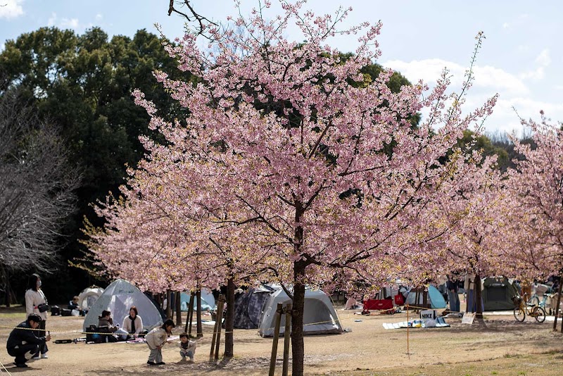 千葉県立柏の葉公園コミュニティ体育館のピックルボール関連イメージ