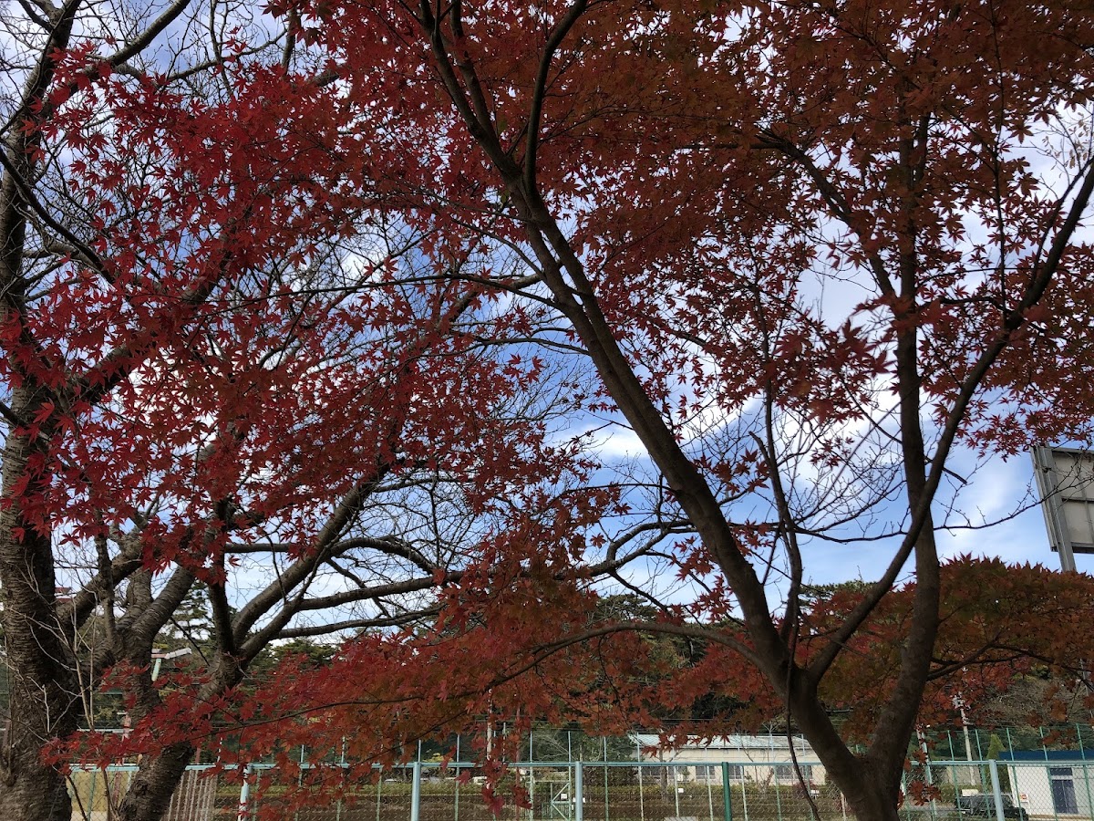 大洗町ビーチテニスクラブの写真5/5